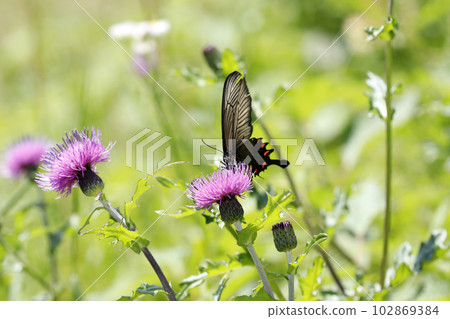 麝香鳳蝶♀從花中吮吸花蜜 麝香鳳蝶♀從花中吮吸花蜜 102869384