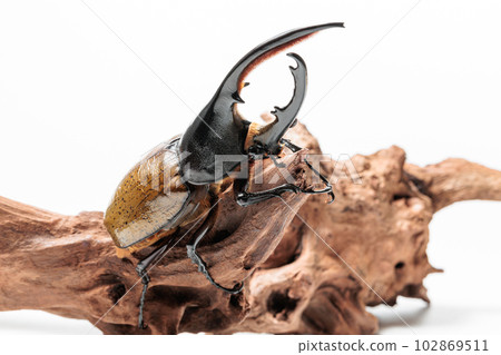 赫拉克勒斯·Septentrionaris 赫拉克勒斯·Septentrionaris 102869511