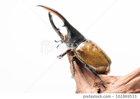 Hercules · Septentrionaris 102869533