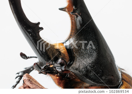 Hercules · Septentrionaris 102869534