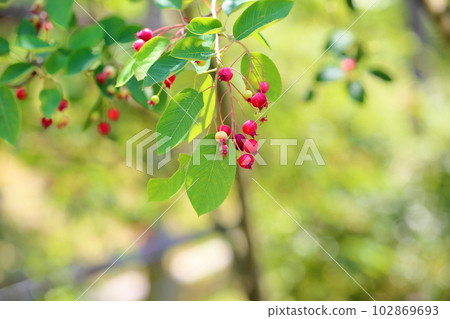 六月的果實肚子 六月的果實肚子 102869693