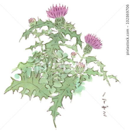 從春天到初夏的花朵盛開，野薊的水彩插圖充滿活力的外觀 102869706