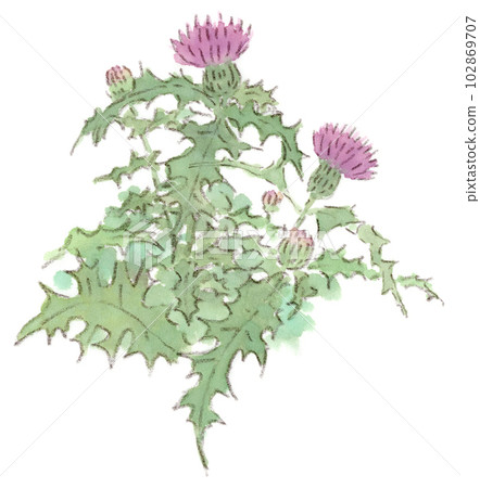 從春天到初夏的花朵盛開，野薊的水彩插圖充滿活力的外觀 102869707