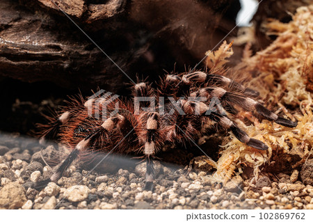 satin rem 粉紅色的頭髮 102869762