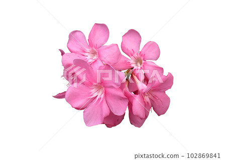 Pink oleander flower Pink oleander flower 102869841