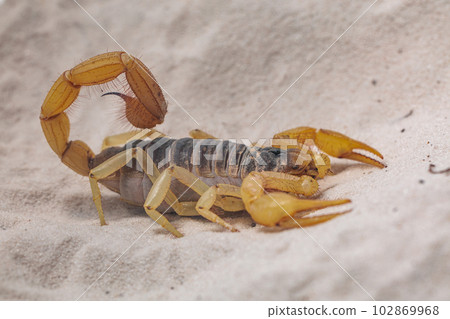 desert hairy scorpion 102869968