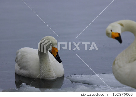 Swan in Hokkaido 102870006