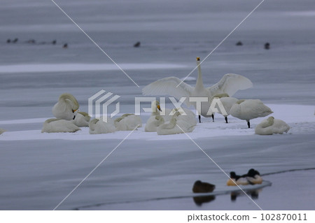 天鵝在北海道 天鵝在北海道 102870011