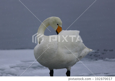 Swan in Hokkaido Swan in Hokkaido 102870017
