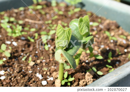 Edamame sprouts on a sunny early summer morning 102870027