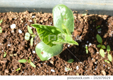Edamame sprouts on a sunny early summer morning 102870029