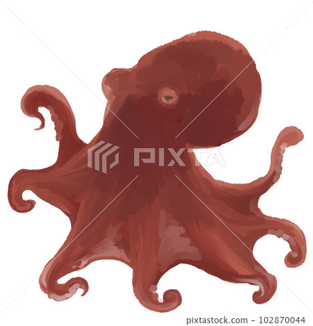 真正的章魚 真正的章魚 102870044