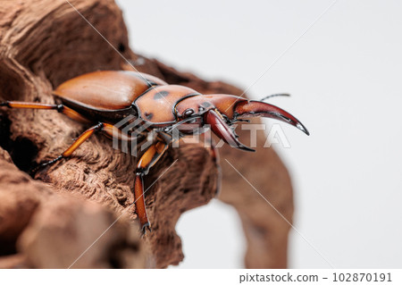 角斗士 mengata 鍬形蟲 角斗士 mengata 鍬形蟲 102870191