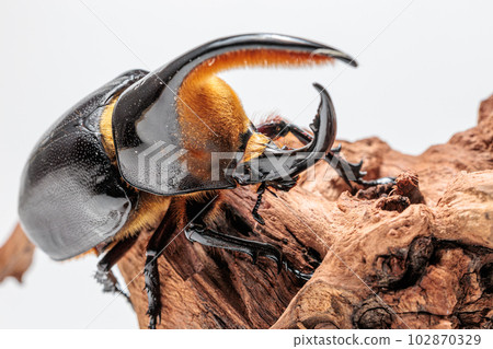 撒旦Okabuto 102870329