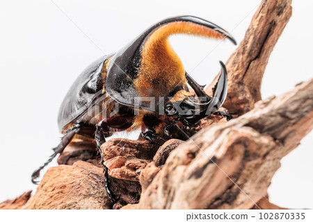 Satan Okabuto 102870335