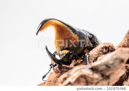 撒旦Okabuto 102870366