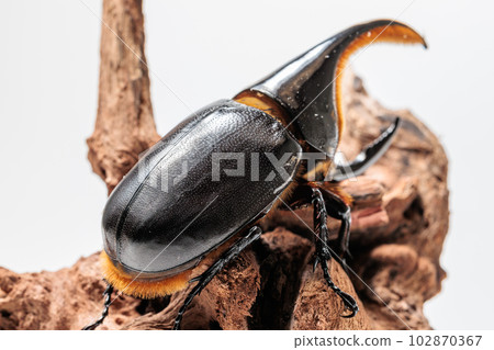 Satan Okabuto 102870367