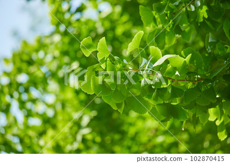 Scenery of fresh green ginkgo leaves in early summer Scenery of fresh green ginkgo leaves in early summer 102870415