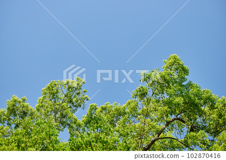 Scenery of fresh green forest in early summer 102870416
