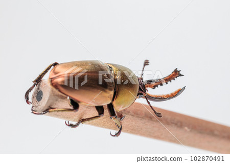 Papua Kiniro Stag beetle 102870491