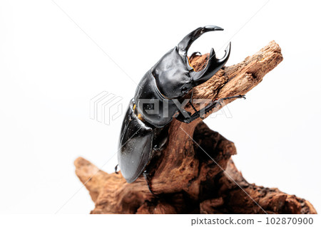 Hopei Okuwagata 102870900