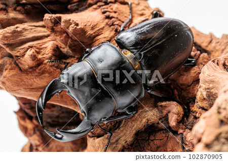 Hopei Okuwagata 102870905