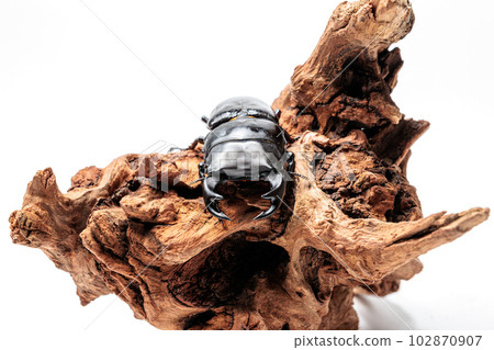 Hopei Okuwagata 102870907