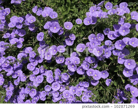 空心菜 (Convolvulus) 藍色地毯 空心菜 (Convolvulus) 藍色地毯 102871269