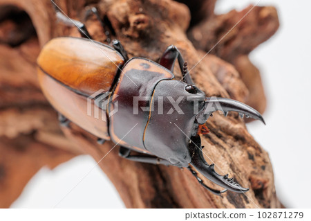 Traggles sawtooth stag beetle Traggles sawtooth stag beetle 102871279