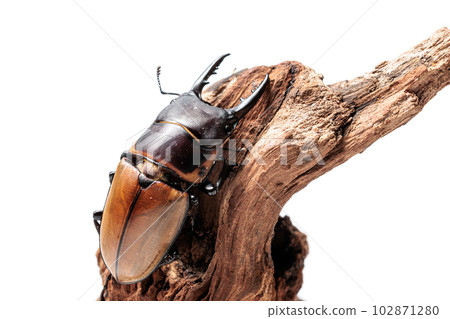 Traggles sawtooth stag beetle Traggles sawtooth stag beetle 102871280