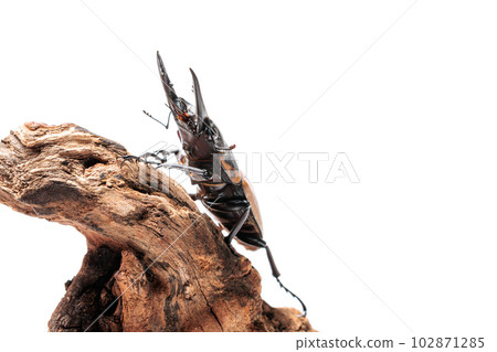 Traggles 鋸齒甲蟲 102871285