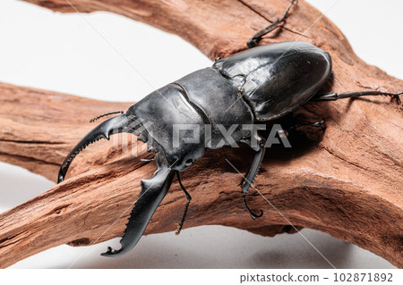 巴拉望島巨型鍬蟲 102871892