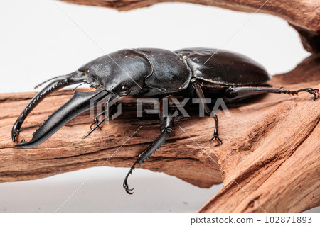 巴拉望島巨型鍬蟲 102871893