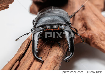 Palawan giant stag beetle Palawan giant stag beetle 102871894