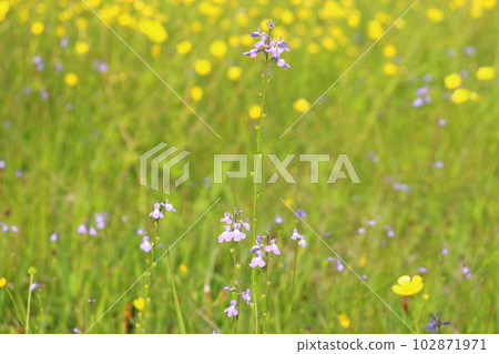 春天的花朵，紫色的花朵，黃色的花朵 102871971