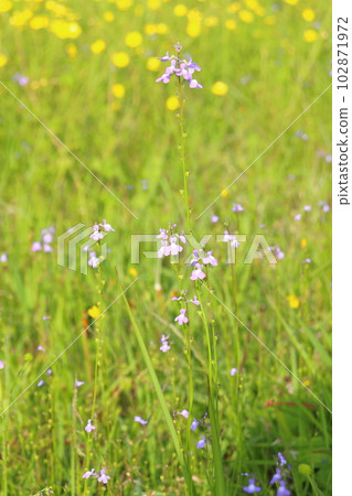 Spring flowers, purple flowers, yellow flowers Spring flowers, purple flowers, yellow flowers 102871972