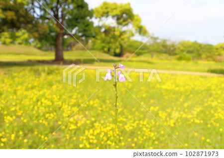 春天的花樹 102871973