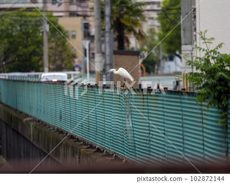An egret looking for prey on a river fence An egret looking for prey on a river fence 102872144
