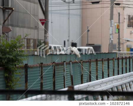 An egret looking for prey on a river fence An egret looking for prey on a river fence 102872146