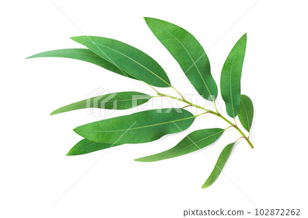 Branch and leaves eucalyptus on white background 102872262
