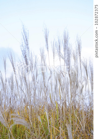 Scenery of the autumn plateau where pampas grass spreads Hyogo Prefecture Ueyama Kogen Scenery of the autumn plateau where pampas grass spreads Hyogo Prefecture Ueyama Kogen 102872375
