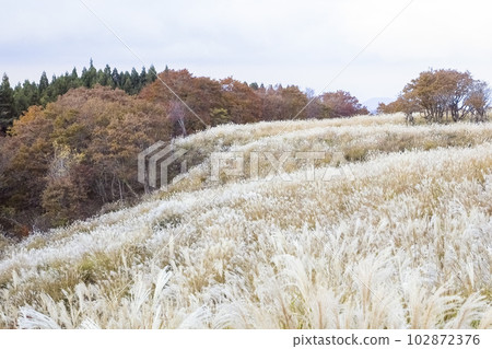 Scenery of the autumn plateau where pampas grass spreads Hyogo Prefecture Ueyama Kogen Scenery of the autumn plateau where pampas grass spreads Hyogo Prefecture Ueyama Kogen 102872376