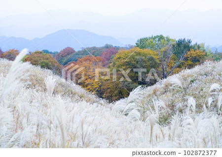 蒲葦蔓延的秋季高原風光 兵庫縣上山高原 蒲葦蔓延的秋季高原風光 兵庫縣上山高原 102872377