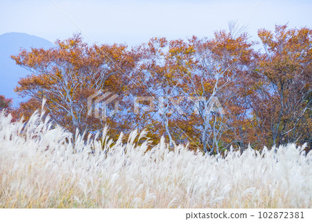Scenery of the autumn plateau where pampas grass spreads Hyogo Prefecture Ueyama Kogen Scenery of the autumn plateau where pampas grass spreads Hyogo Prefecture Ueyama Kogen 102872381