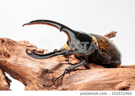 赫拉克勒斯/里基 赫拉克勒斯/里基 102872468