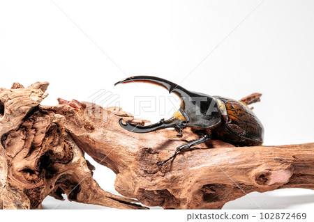 赫拉克勒斯/里基 102872469