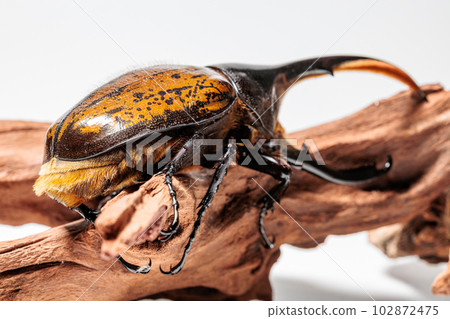 赫拉克勒斯/里基 赫拉克勒斯/里基 102872475