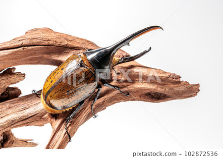 赫拉克勒斯/里基 102872536