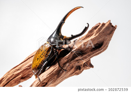 赫拉克勒斯/里基 102872539