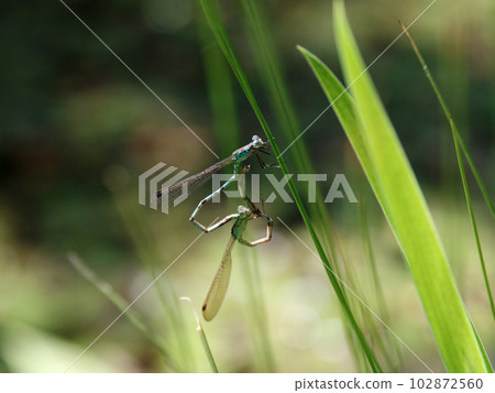 交配蜻蜓 102872560